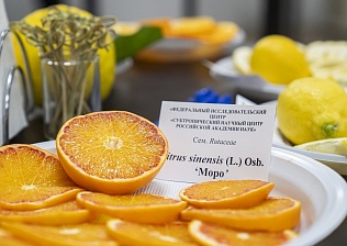 В Сочи состоялась презентация уникальной коллекции цитрусовых культур
