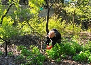 Более 2,5 тысяч ялтинцев вышли на Всероссийский субботник